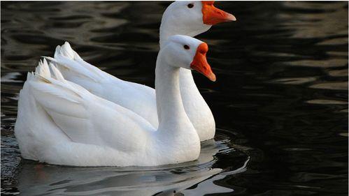 国产动画鹅鹅鹅的视频,国产动画中的奇幻冒险之旅