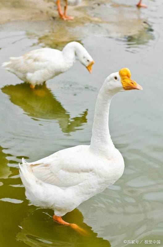 国产动画鹅鹅鹅的视频,国产动画中的奇幻冒险之旅