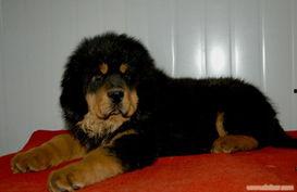 国产藏獒被打视频大全,揭示残酷现实与反思