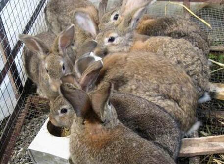 国产野兔动漫视频