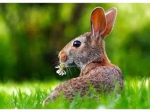 国产野兔动漫视频