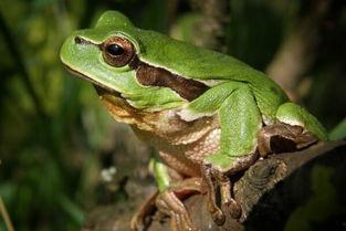 国产绿青蛙在线观看视频,探寻自然之美，共赏生态奇观