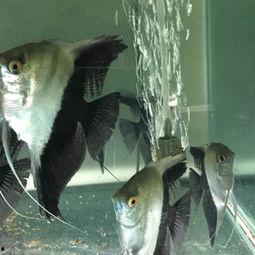 国产燕鱼怎么养殖的视频,视频教程详解