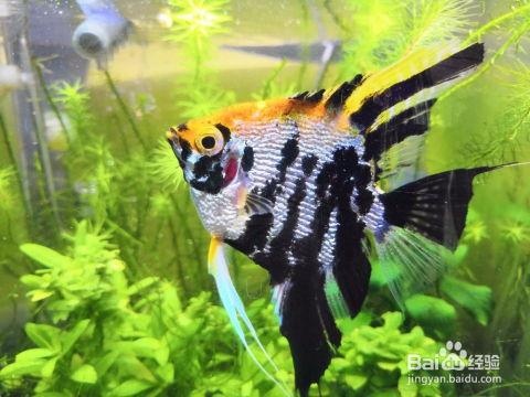 国产燕鱼怎么养殖的视频,视频教程详解