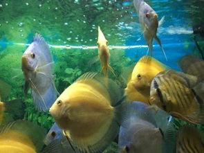 国产燕鱼怎么养殖的视频,视频教程详解