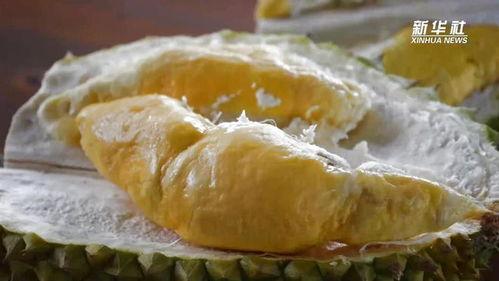 国产榴莲上市品尝视频,视频带你一尝地道风味